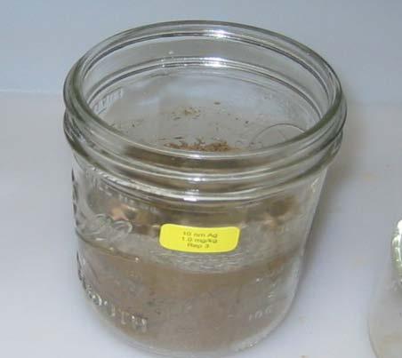 Sub-Chronic Bioaccumulation Toxicity Study: Earthworms depurated