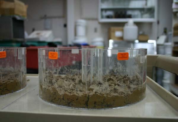 earthworms recovered in control soil * Nano * Micron-sized