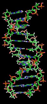 3-D Structure of DNA When twisted, DNA looks like a: DOUBLE