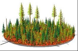 Group Selection This prescription removes groups of trees in 1- to 3-acre patches, creating sunny openings in areas where we want to regenerate ponderosa pine and larch.