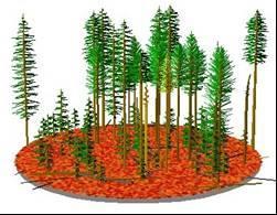 Boulder Creek Restoration Project Group selection Commercial thinning Figure 6. Graphic simulations showing what vegetation prescriptions would look in about 5 to 10 years.