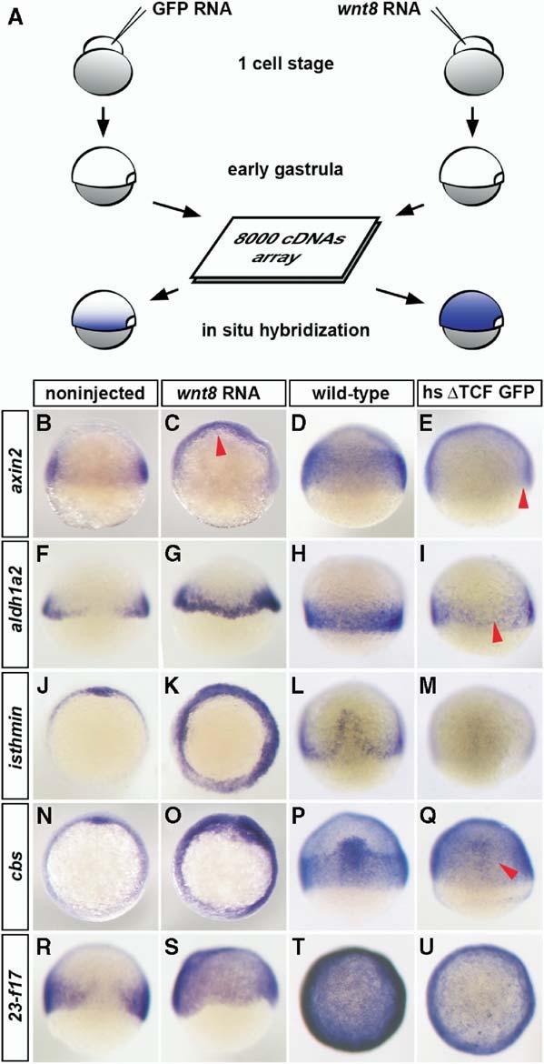 Current Biology 490 and Xnr3 [16 19]. The only reported direct target of maternal β-catenin in zebrafish is the homeobox gene bozozok/dharma [20, 21].