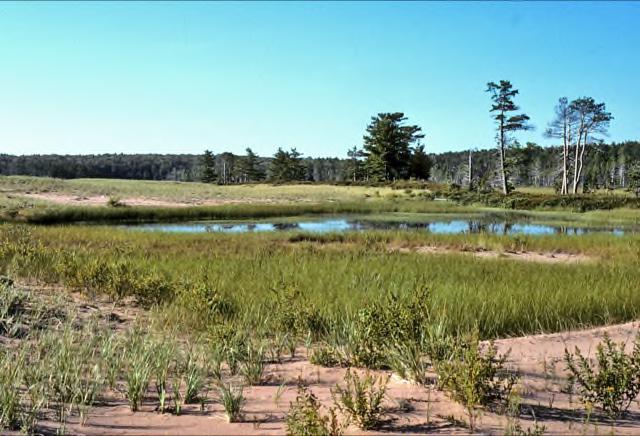 Great Lakes Northwestern and Eastern Wisconsin Interdunal wetlands, such as this example in the Apostle Islands, have no surface water connections.