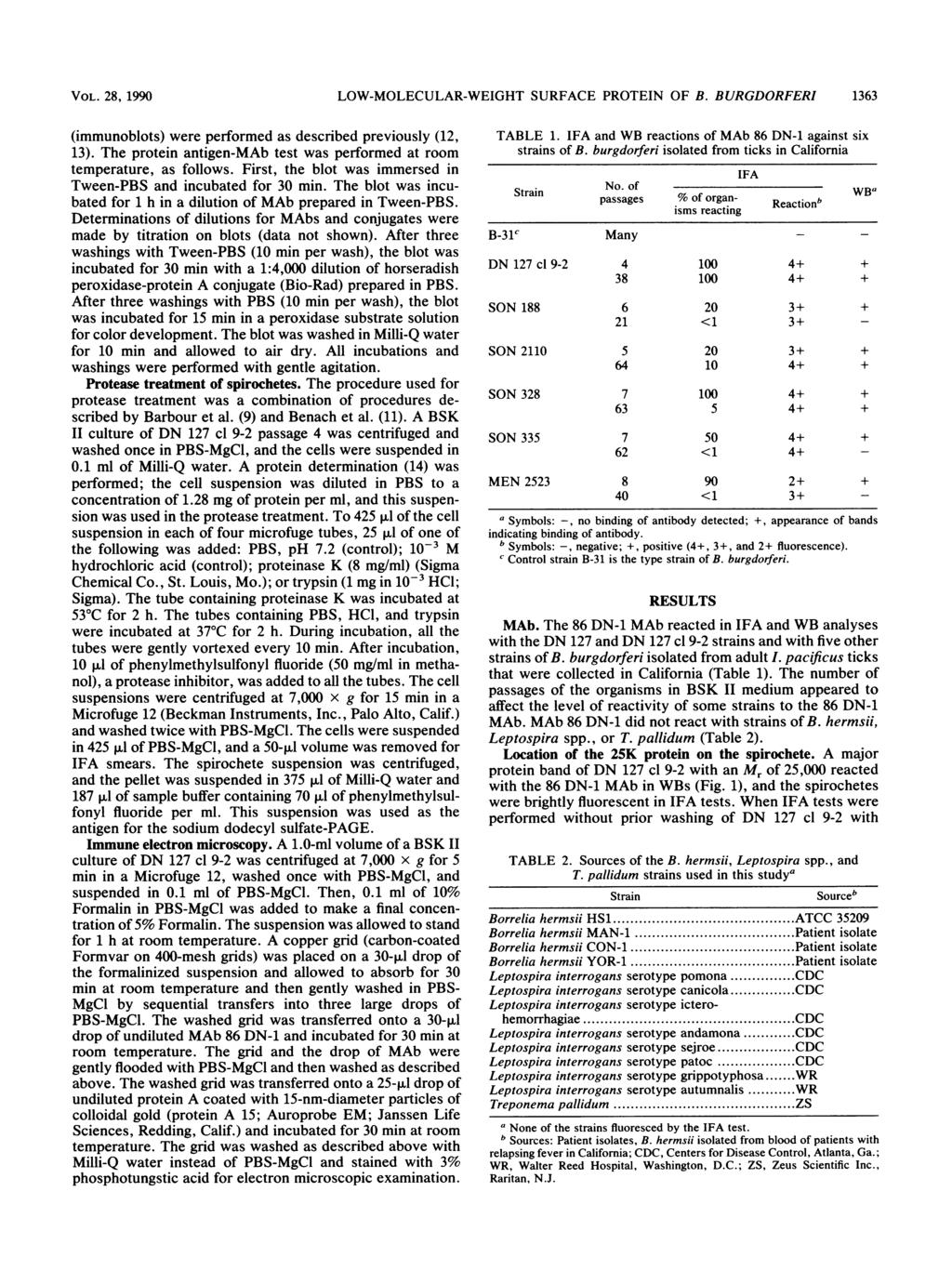 VOL. 28, 1990 LOW-MOLECULAR-WEIGHT SURFACE PROTEIN OF B. BURGDORFERI 1363 (immunoblots) were performed as described previously (12, 13).