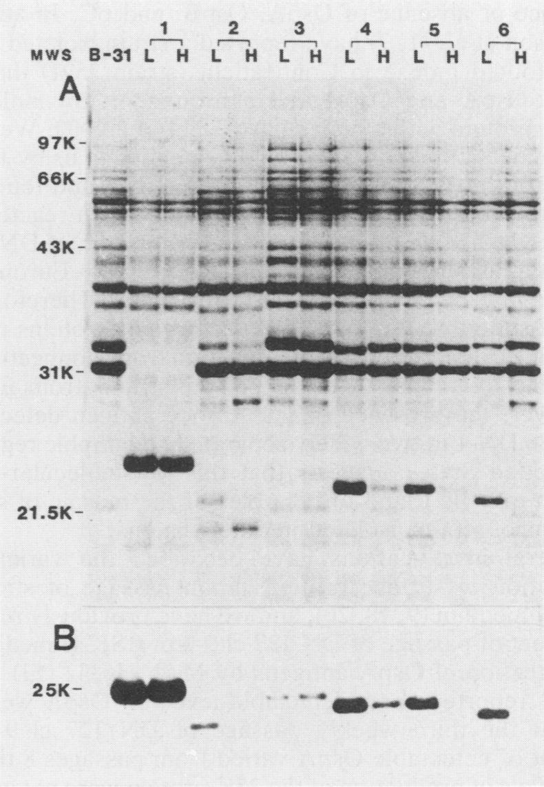 The passage numbers across the top indicate the number of weekly passages. (A) Coomassie blue-stained PAGE results at each passage level. (B) WB with MAb H5322 bound to the 31K protein.