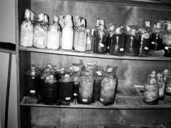 Part III. Mushrooms Worldwide Chapter 10. Regional Research 199 Figure 2. Cultures stored in a cabinet at room temperature. Small farmers cannot afford the methods of culture preservation Figure 3.