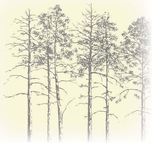 ..21 Timeline of a Pine Plantation...23 Thinning Pine Stands...34 Fertilization...36 Pine Pests and Diseases.