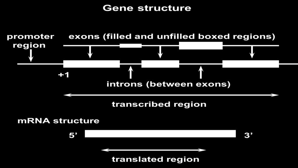 the genes that does not encode for amino acids