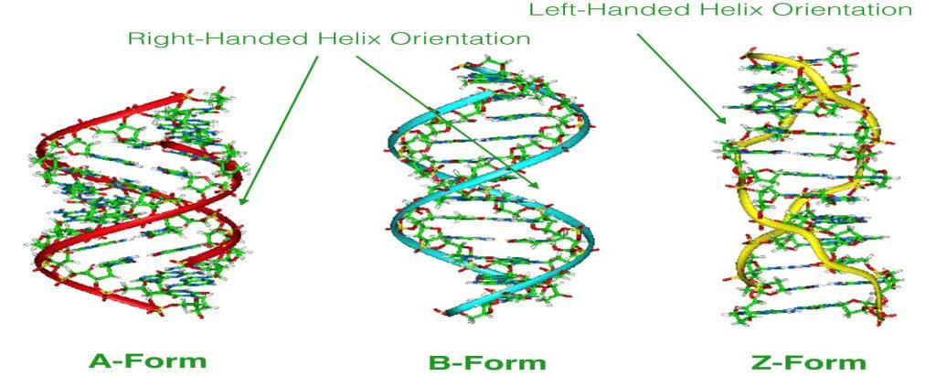 T(7:11 min) The DNA it must be helix structure as we see and called (double strand helix structure) in this form of DNA will be function just in this structure (helically).