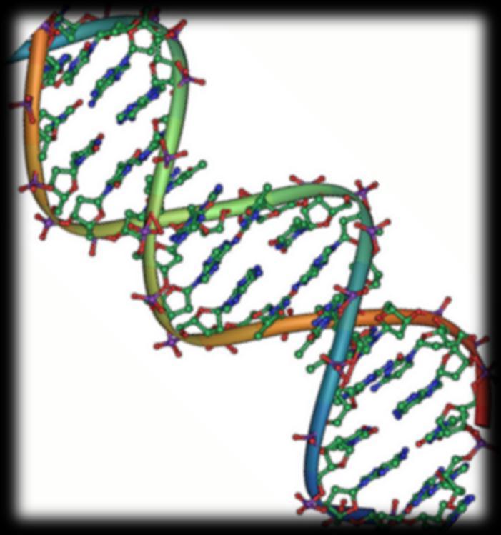 The Components & Structure of DNA The Double Helix DNA is a double helix, in which two strands are wound around