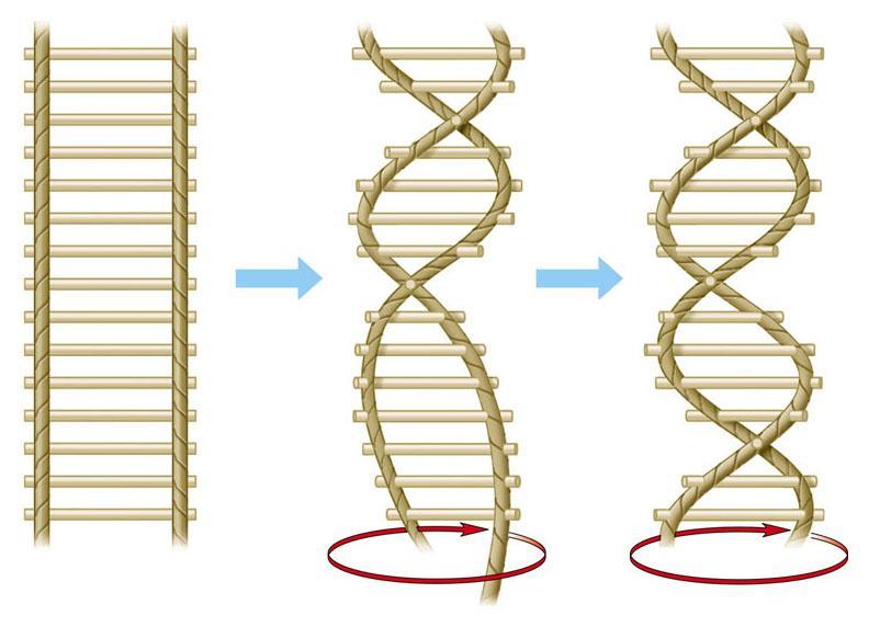 The Components & Structure of DNA Guided DNA Notes What is DNA?