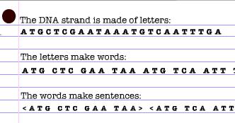 DNA Guided Notes What is DNA?
