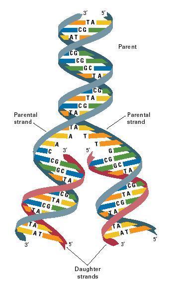 DNA Replication Replication Summary Quick about 80 bases per second in humans Accurate only makes one mistake