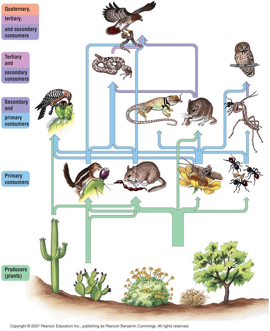 Food Webs shows all of the feeding relationships in