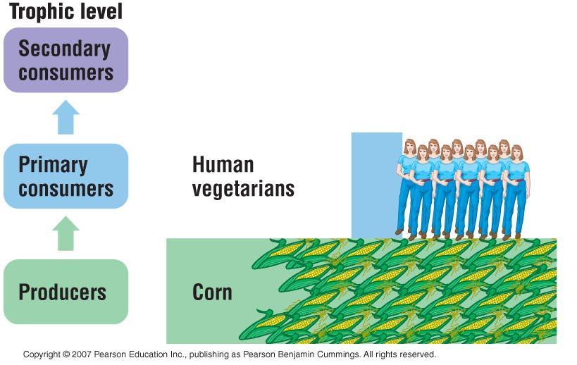 Humans in the Food Web Omnivores consume both plants & animals