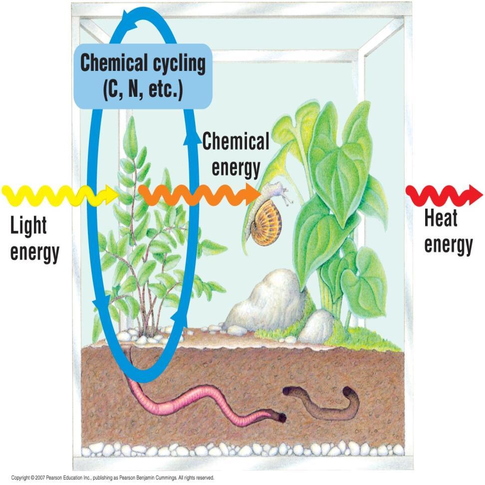 Energy Transfer the passage of energy through the components of an ecosystem Organisms need energy for: Growth Movement Maintenance & repair Reproduction Energy flows through an ecosystem