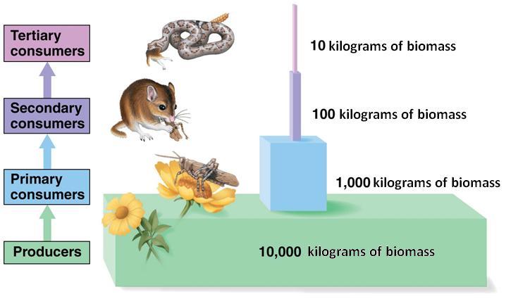 Biomass Biomass is amount (or mass) of organic material in an ecosystem This is measured by