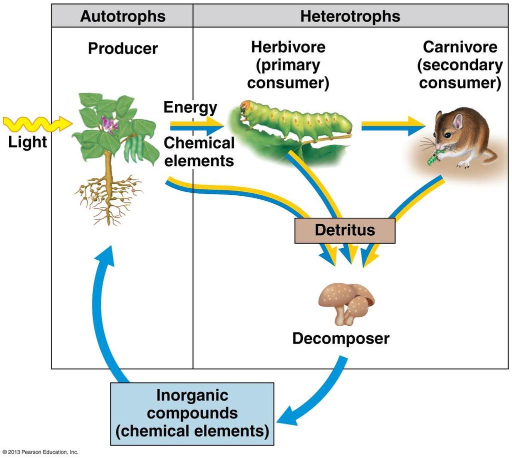 Energy Flow Energy flow diagrams are ecological models representing how energy moves through
