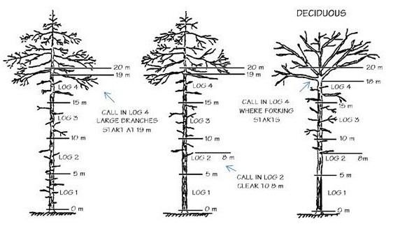 Timber Pricing Branch Field Procedures Figure 4.14 Example of Live Limb. 4.3.2.13 Position 49 Log No.
