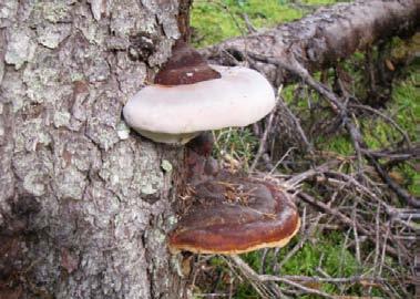 Timber Pricing Branch Appendices Fomitopsis pinicola (Sw.:Fr.) P. Karst. (Fomes pinicola (Sw.:Fr.) Cooke) Brown Crumbly Rot, Red Belt Fungus Note: This is only a suspect indicator on a living tree if found on a large, old scar.