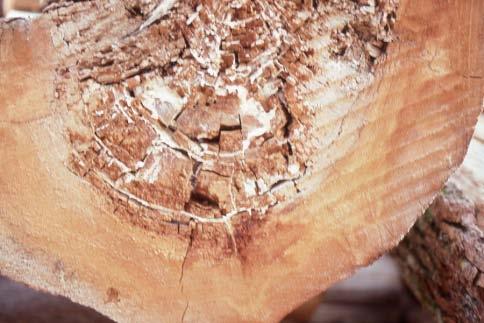 pinicola on subalpine fir (Photo credit R. Reich). Decay: The incipient stage may appear as a light brown discolouration. Later the wood breaks into small brown cubes which are soft and crumbly.