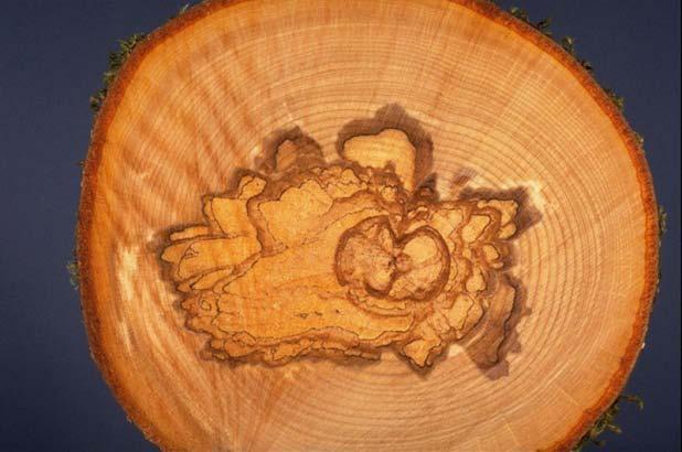 (Photo credit R. Reich). Hardwood trunk decay of P. igniarius. Sporophores: Perennial conks are usually hoofshaped, but sometimes shelf-like and may obtain a width of 20 cm or more.