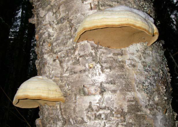 Timber Pricing Branch Fomes fomentarius (L.:Fr.) J. Kicks fil. Appendices White Spongy Trunk Rot Hosts: D spp., Acb, Act, E spp.