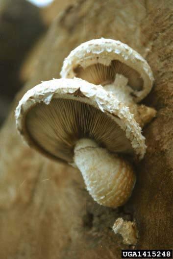 Sporophores: Large gilled mushrooms which often occur in clusters. Mushroom cap is light brown and covered with white scales when fresh.
