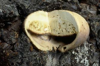 The lower surface, is brown, poroid, but is covered with a membrane that continues from the upper surface (forming a pouch), until later, when an opening forms at the base and spores are released.