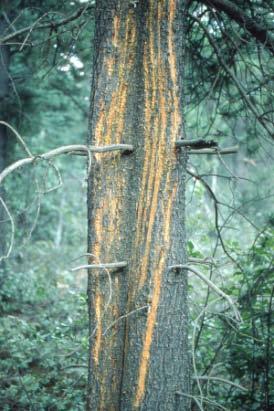 coleosporioides stem infections on young lodgepole pine (Photo credit R. Reich). Identification: Perennial cankers can be found on the branches or stems of living hosts.