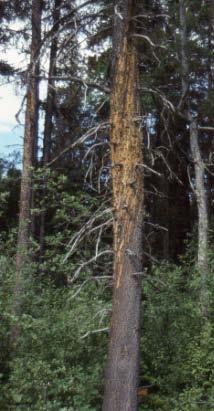 Timber Pricing Branch caused by wind and heavy snow, as well as other pathogens such as stem decays.
