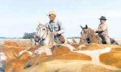 U.S. feedlot from top Bonsmara steers in feedlot in South