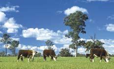 5 Livestock prices (calves, weaners and backgrounders) 18