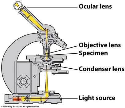 Lab 1A: Microscopy I A response is required for each item marked: (# ).