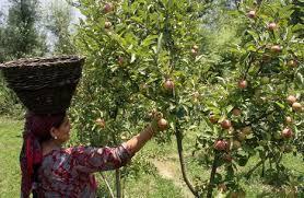 Proposed Interventions Promote high density spur variety (low chilling) apple and