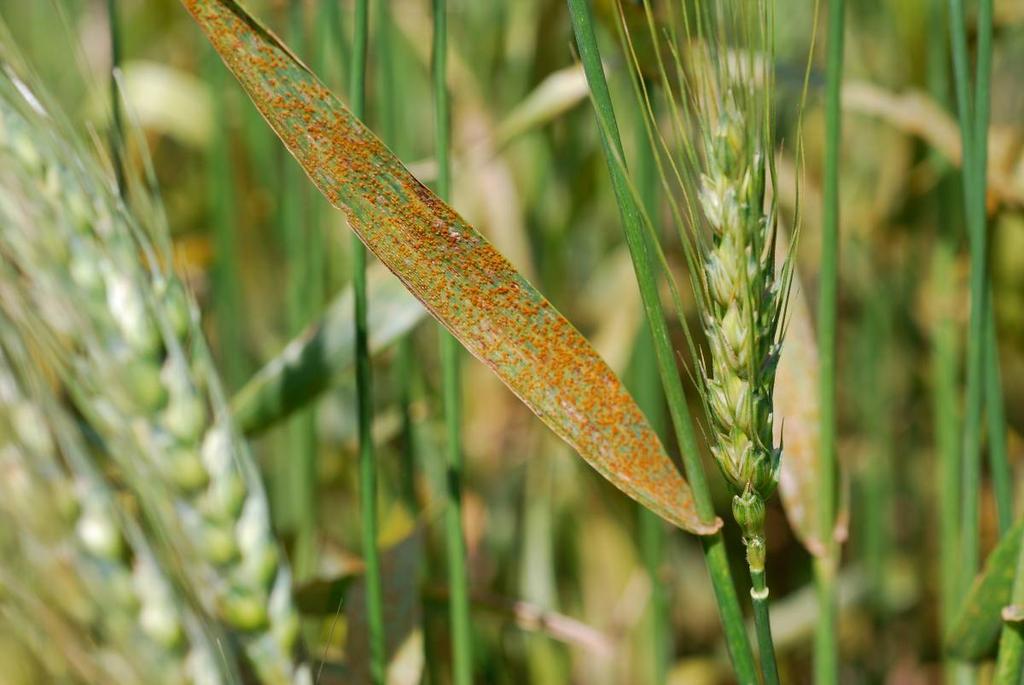 Wheat Disease Overview Leaf Rust Spores from overwintering tissue or southern