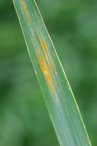 Wheat Disease Overview Stripe Rust Infection requires high humidity for 4-6 hours at 50-60 F (longer time at