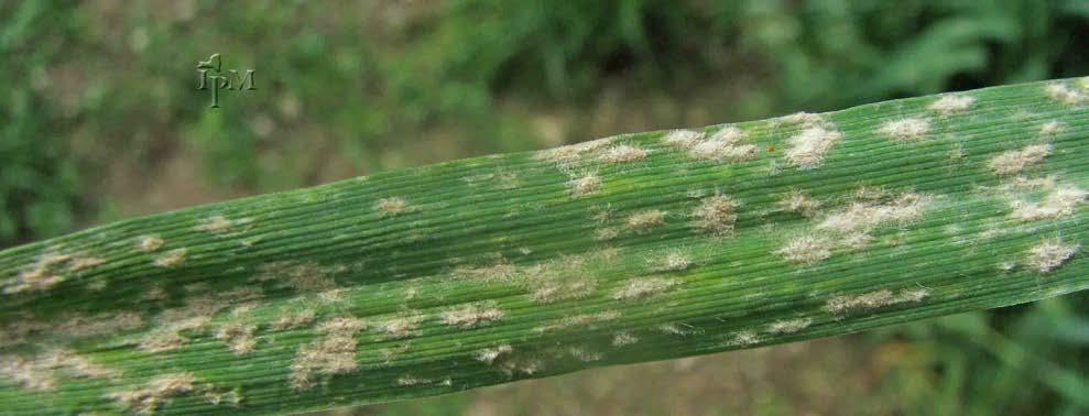 Wheat Disease Overview Powdery Mildew Initial infection dispersed by wind, survives on residue Initial and secondary spread