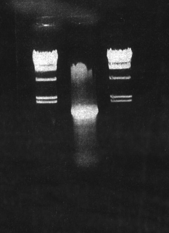 c) Result 1% Agarose gel electrophoresis (Applied volume: 8 μ l / lane) M 1 M Lane M: λ Hind III digest 1: 3' RACE PCR products (Approx. 1.5 kbp) d) Recovery of PCR products: PCR products were purified with SUPREC TM -02 (Cat.