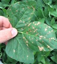 How Fungicide Resistance Can Develop The use of fungicides increases the risk of resistance.