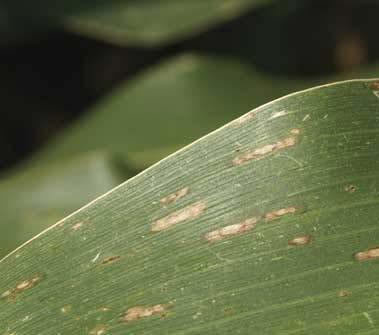 Insecticides Fungicides