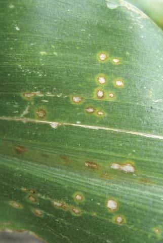 Fungicide resistance Fungicides are used to manage plant diseases