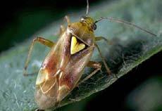 Lygus bug objectives 2013 1. To investigate the toxicity of bifenthrin to L. hesperus in the field 2. To understand the mechanisms of bifenthrin resistance at the genetic level in these same L.