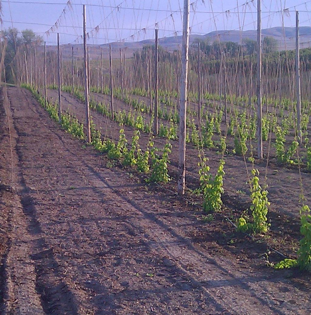 Organic Hop Market Report American Organic Hop Grower Associa on October 2014 2014 growing and harvest recap 2014 has been a big year in organic hop farming and for the AOHGA.