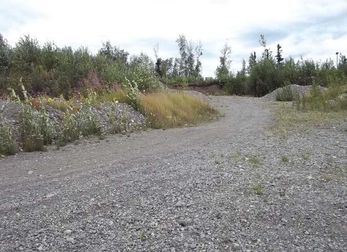 Photo 5: Gravel material and vegetation located on the northern portion of the Yenlo Street ROW.