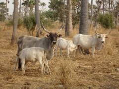 Climate resilient agro-pastoral