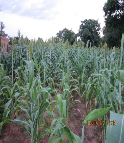 ensure sufficient production and food security Contour Trenching Water