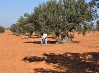 the buried diffusers for orange trees in Beni