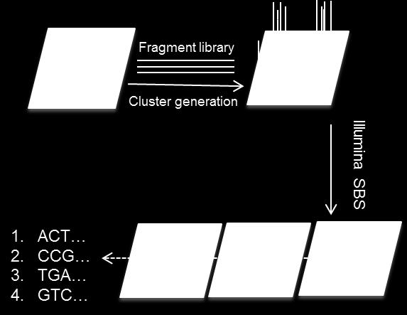 Figure 9. Overview of the Illumina cluster DNA sequencing template prepared by bridge PCR amplification and Illumina sequencing by synthesis.
