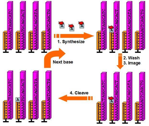 cycle is ready to proceed. Tracking nucleotide incorporation on each strand determines the exact sequence of each individual DNA molecule. Figure 10.